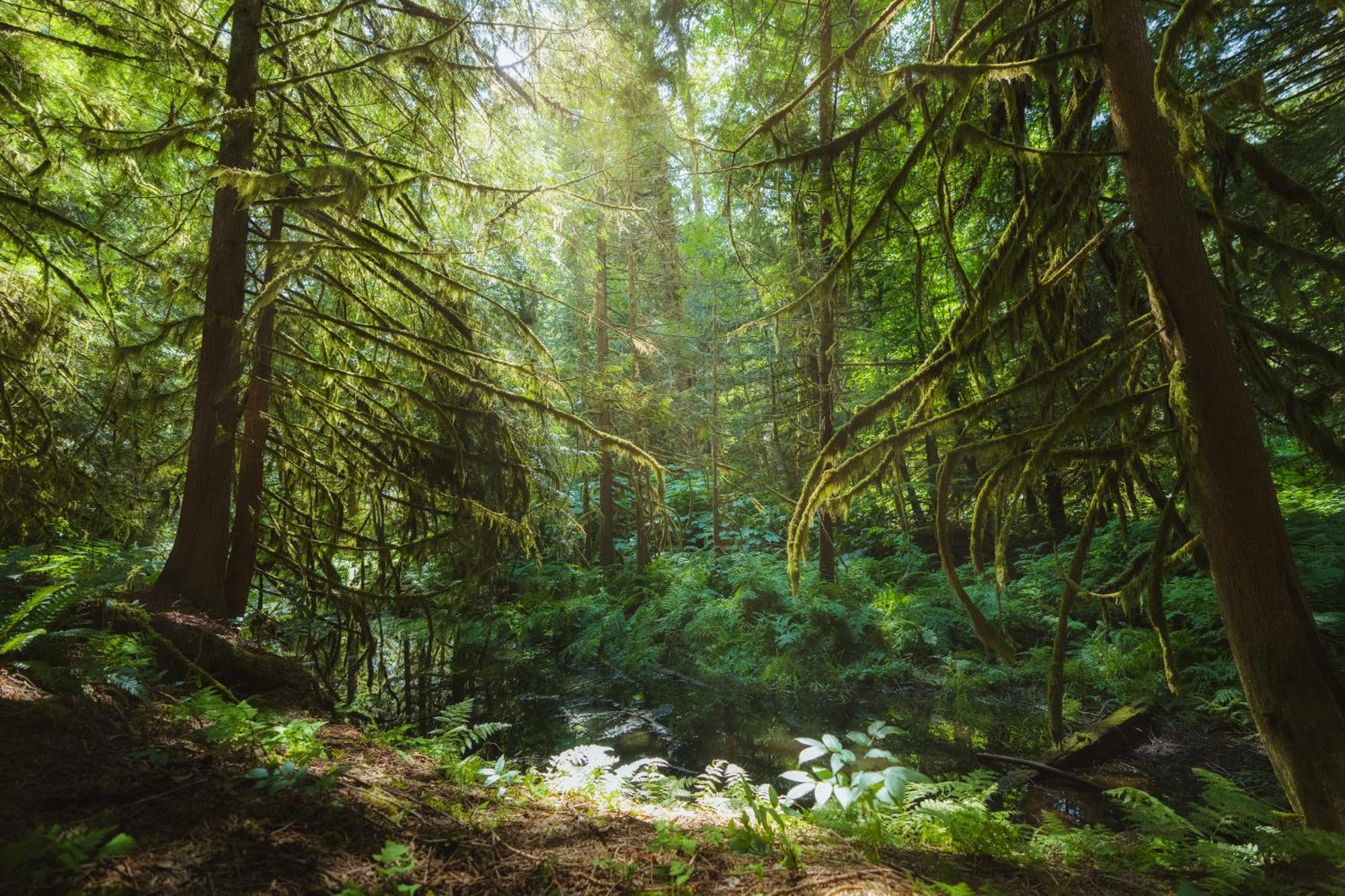 Bella Coola Grizzly Tours And Resort Hagensborg Eksteriør bilde